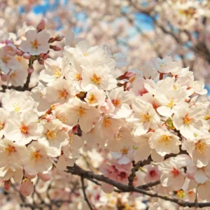 Yoshino Cherry Tree - Live Pink White Cherry Blossom Plant 6-10''