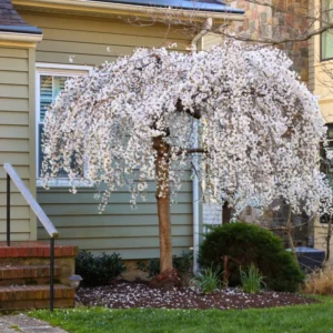 Yoshino Cherry Tree - Live Pink White Cherry Blossom Plant 6-10''