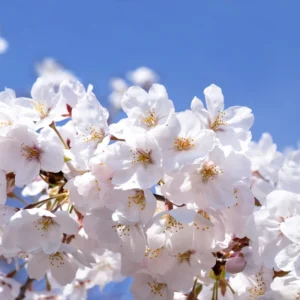 Yoshino Cherry Tree - Live Pink White Cherry Blossom Plant 6-10''