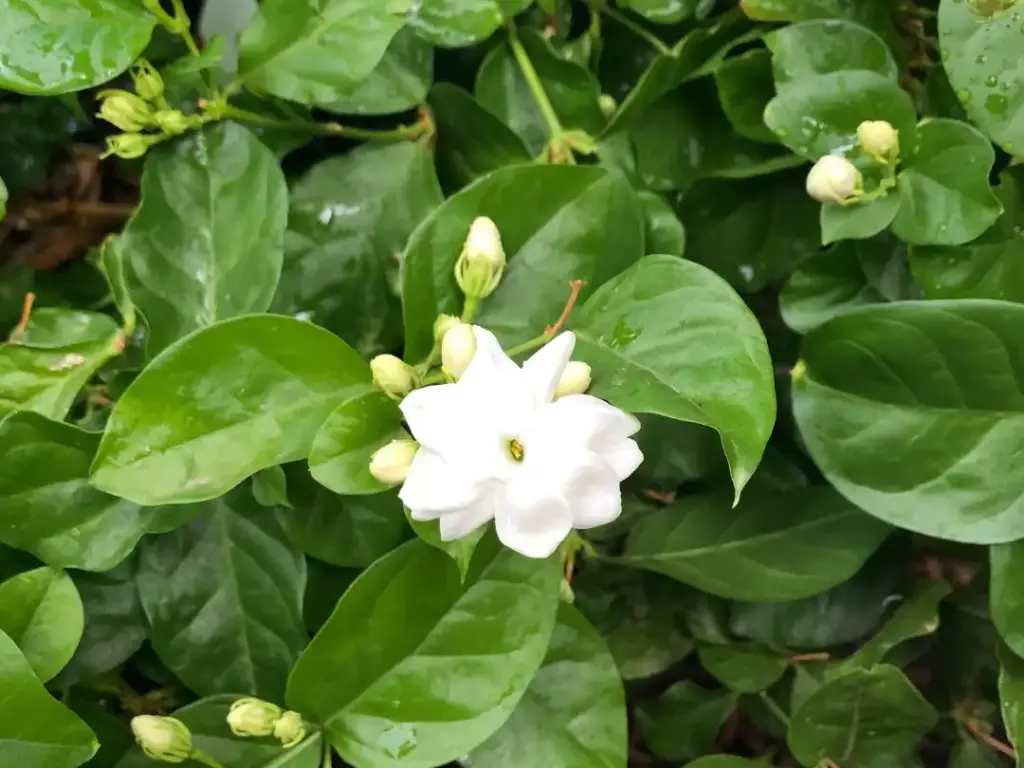arabian jasmine care