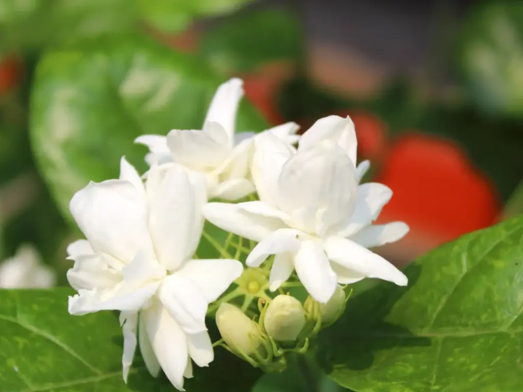 arabian jasmine flowers