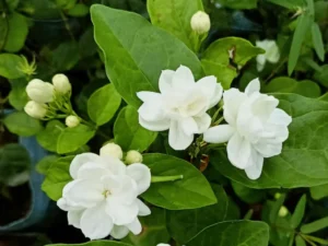 Arabian Jasmine, scientifically known as Jasminum Sambac, is a fragrant flowering plant that thrives in warm, tropical environments