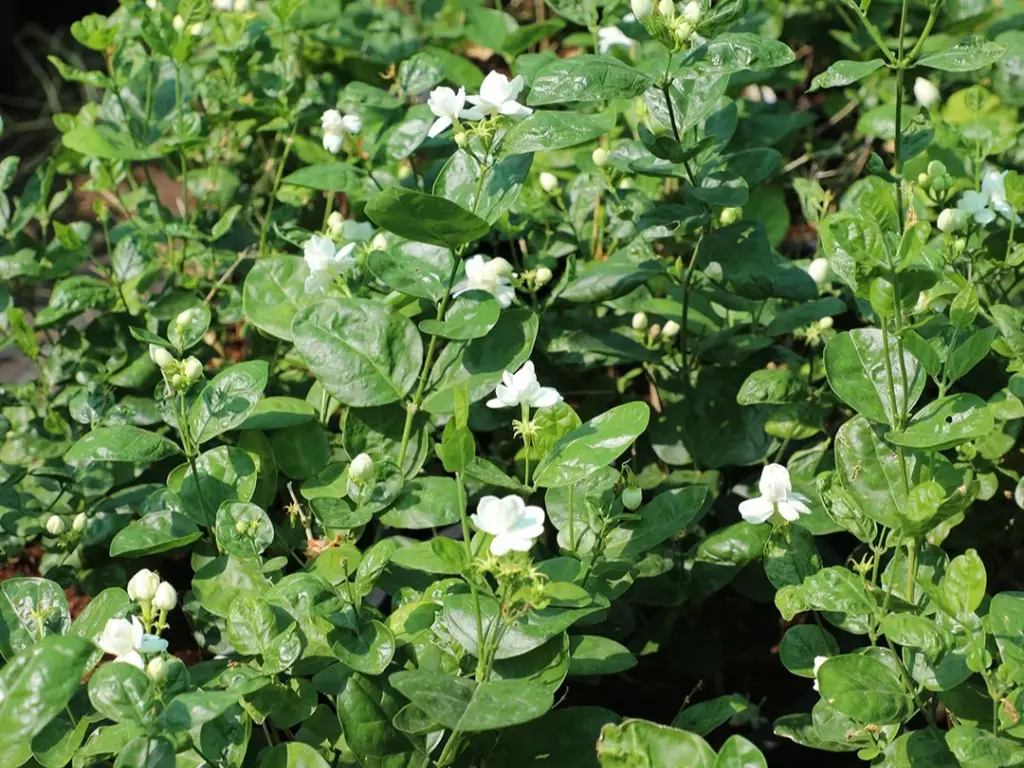 arabian jasmine shrubs