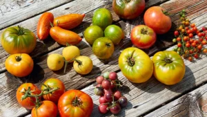 best tasting heirloom tomatoes