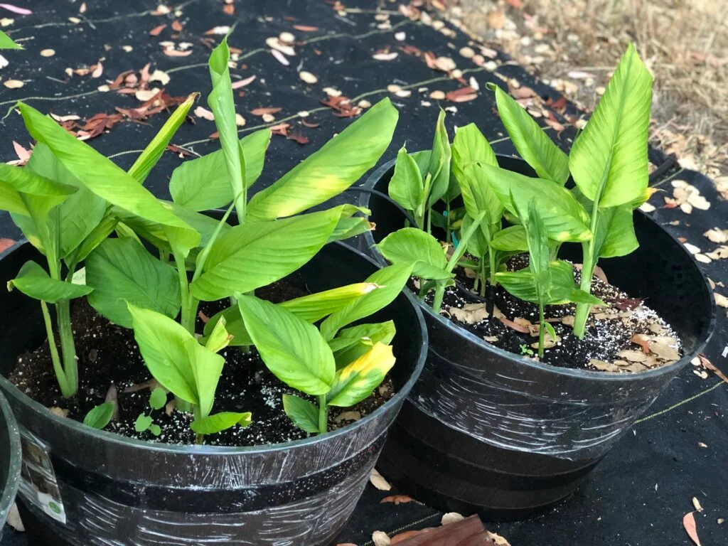 growing turmeric curcuma