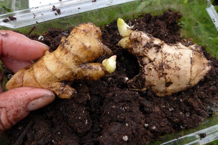 growing turmeric in pots