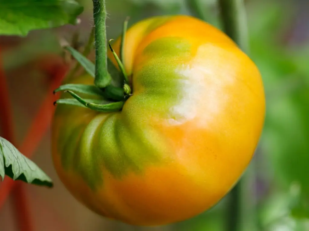 kellogg’s breakfast tomato