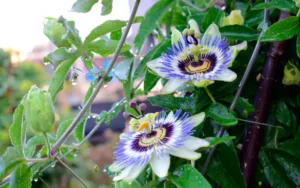 How to Train Passion Flower Vine on a Trellis: Step-by-Step Guide for Stunning Blooms