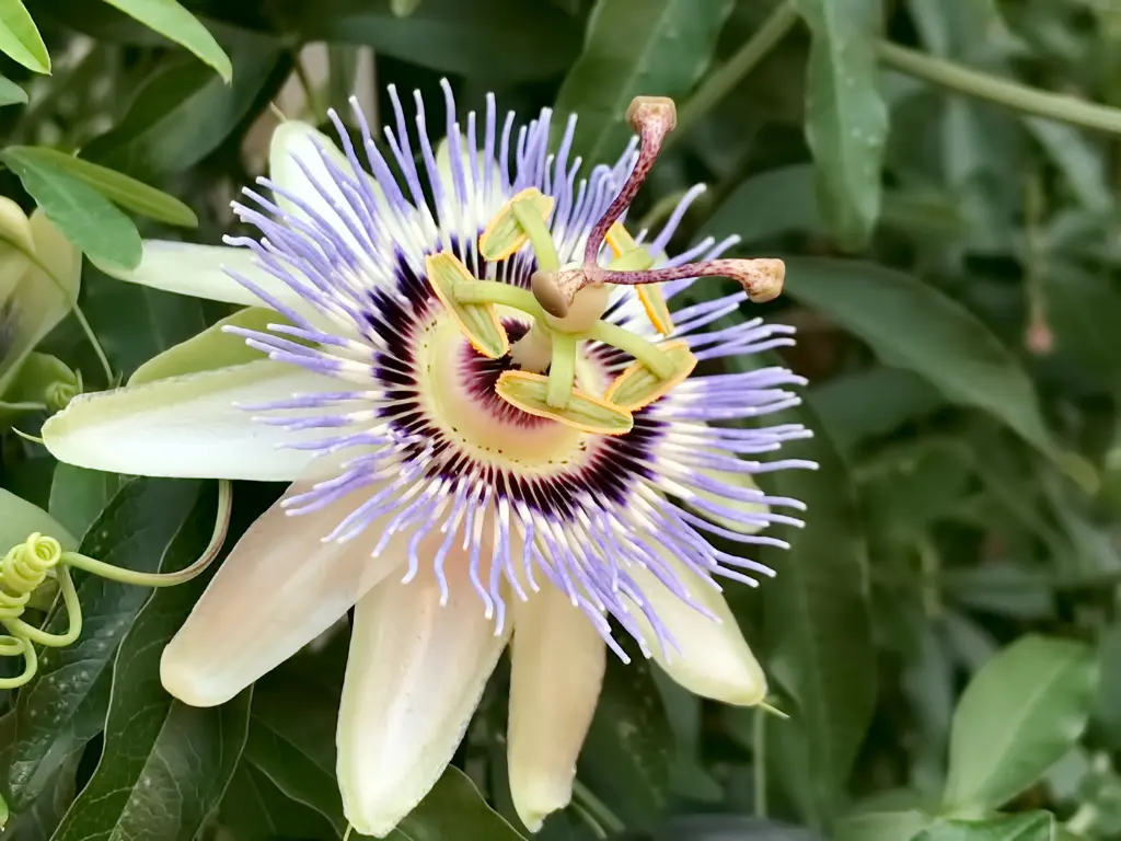Pink and white passion flower in full bloom on a wire trellis, surrounded by green leaves, highlighting the plant’s ornamental value.