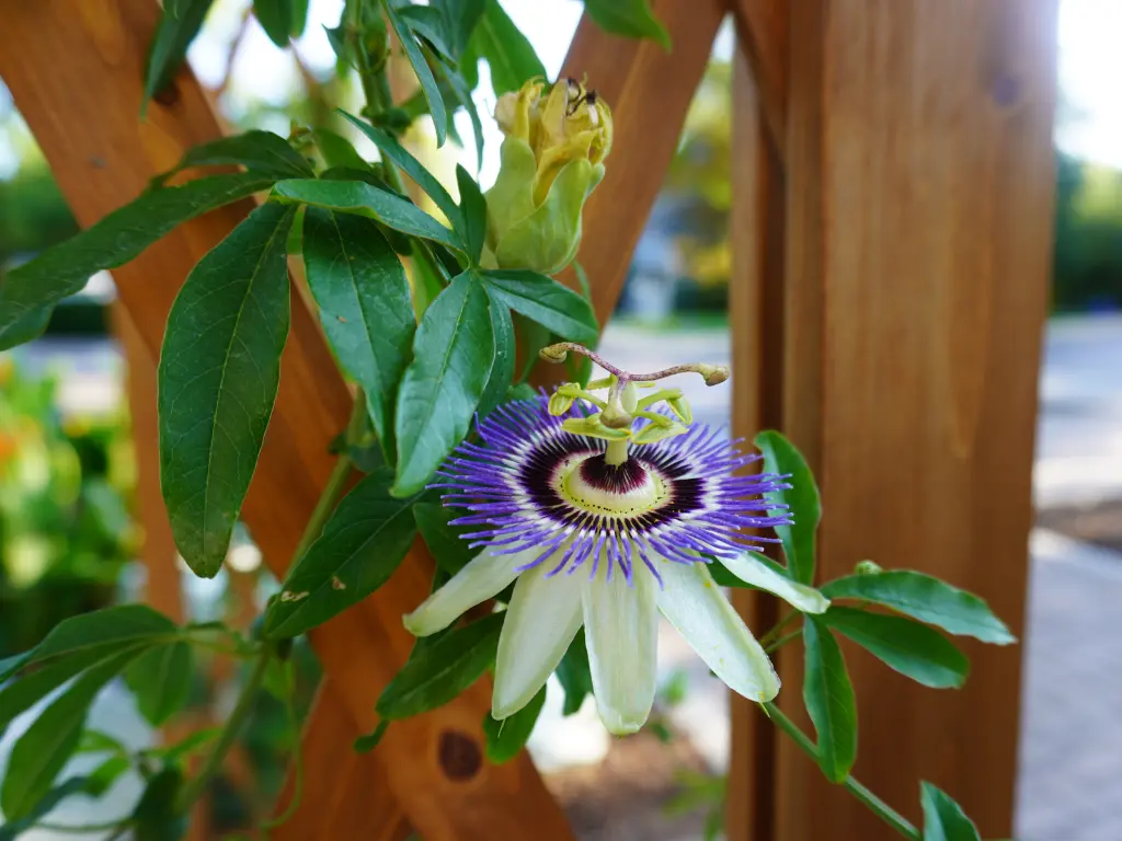 Single passion flower bloom with intricate purple and white filaments, growing on a wooden trellis among green leaves.