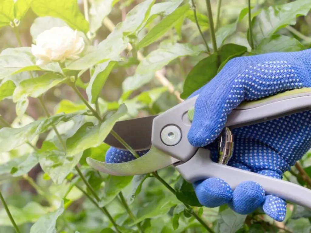 pruning arabian jasmine