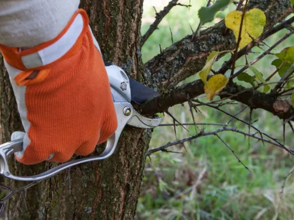 pruning quaking aspen trees