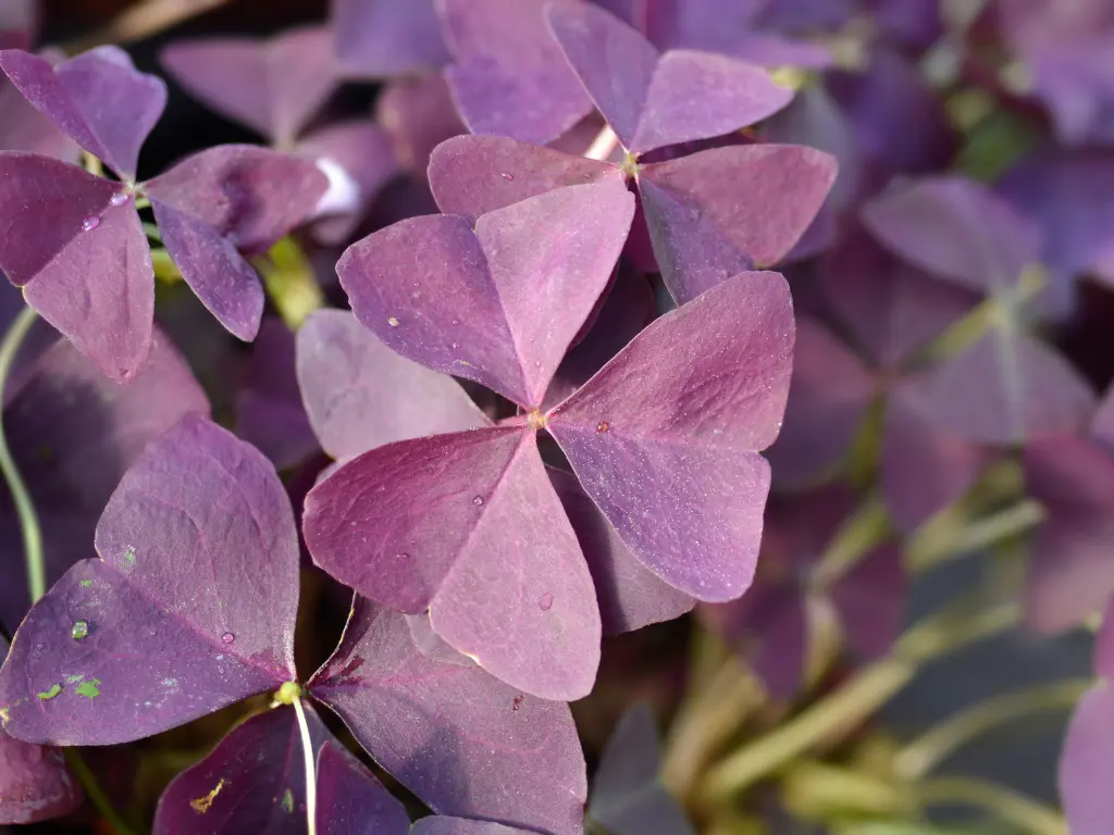 purple shamrock