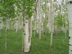 quaking aspen trees