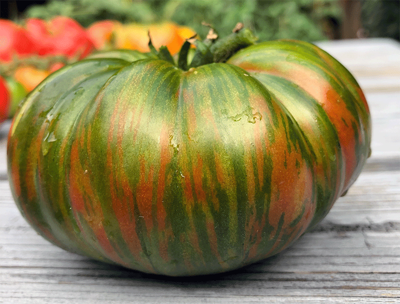 tomato-chocolate-stripes