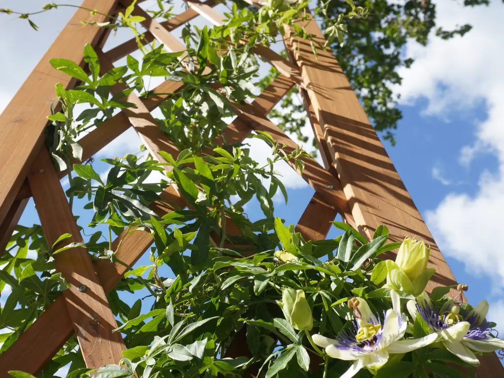 A thriving passion flower vine climbs a sturdy wooden trellis, turning vertical space into a living work of art.