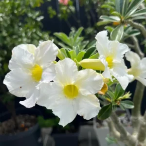 Adenium Obesum White Desert Rose Plant - 4-6 Inch Bareroot