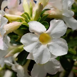 Adenium Obesum White Desert Rose Plant - 4-6 Inch Bareroot