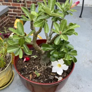 Adenium Obesum White Desert Rose Plant - 4-6 Inch Bareroot
