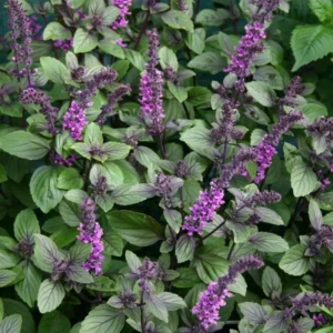 African Blue Basil Plant - 4 inch Pot - Aromatic Herb