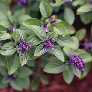 African Blue Basil Plant - 4 inch Pot - Aromatic Herb