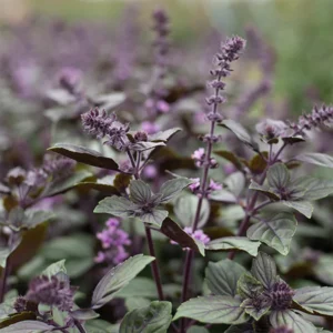 African Blue Basil Plant - 4 inch Pot - Aromatic Herb