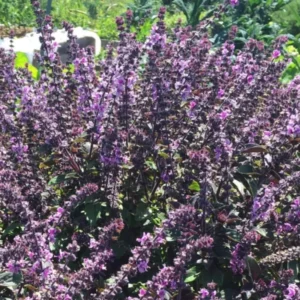 African Blue Basil Plant - 4 inch Pot - Aromatic Herb
