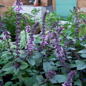 African Blue Basil Plant - 4 inch Pot - Aromatic Herb