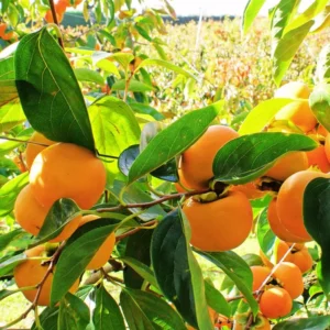 American Persimmon Plant - 8-12 Inch Tree Sapling