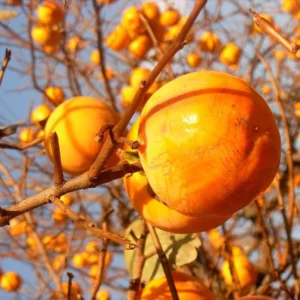 American Persimmon Plant - 8-12 Inch Tree Sapling