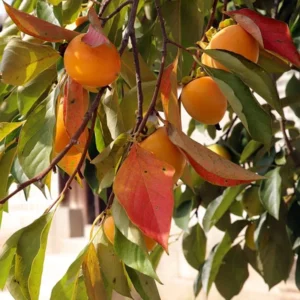 American Persimmon Plant - 8-12 Inch Tree Sapling