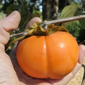 American Persimmon Plant - 8-12 Inch Tree Sapling