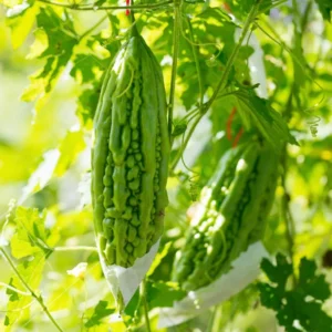 Bitter Melon Seeds - 20 Count - For Home Garden