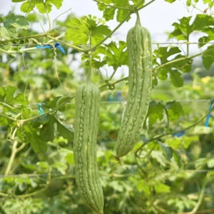 Bitter Melon Seeds - 20 Count - For Home Garden