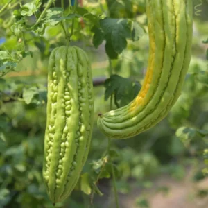 Bitter Melon Seeds - 20 Count - For Home Garden