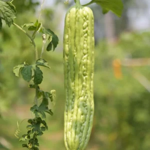 Bitter Melon Seeds - 20 Count - For Home Garden