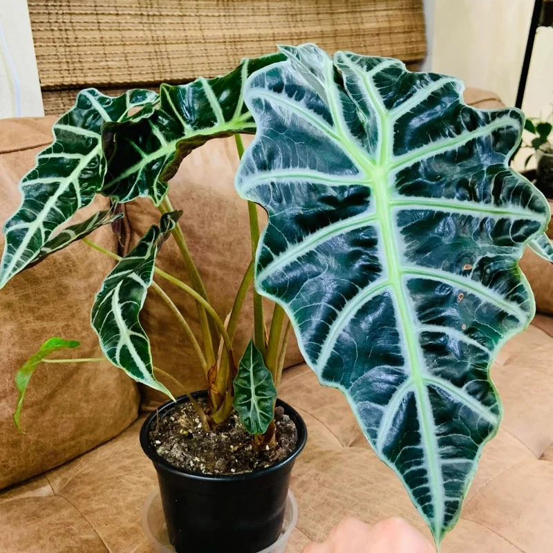 Black Green Alocasia Plant - 4-6 Inch Bareroot - Exotic Indoor Plant