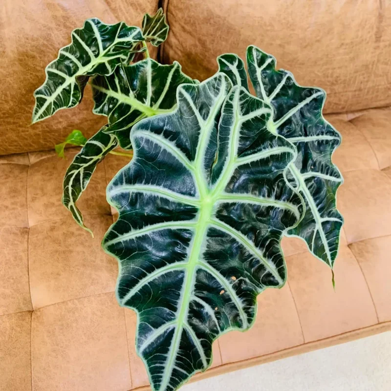Black Green Alocasia Plant - 4-6 Inch Bareroot - Exotic Indoor Plant