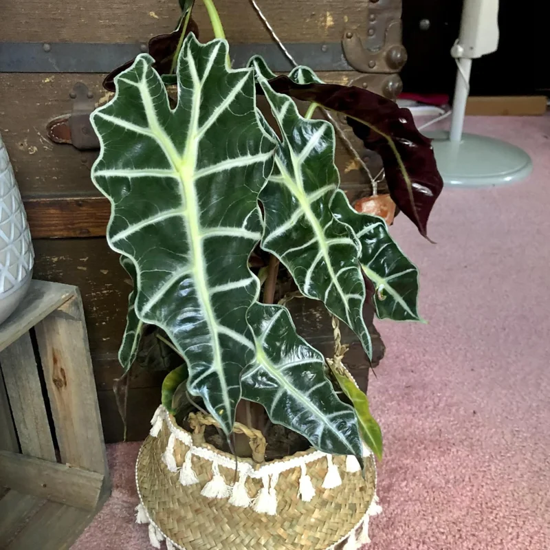 Black Green Alocasia Plant - 4-6 Inch Bareroot - Exotic Indoor Plant