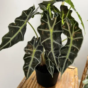 Black Green Alocasia Plant - 4-6 Inch Bareroot - Exotic Indoor Plant