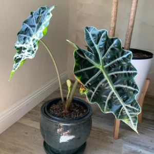 Black Green Alocasia Plant - 4-6 Inch Bareroot - Exotic Indoor Plant