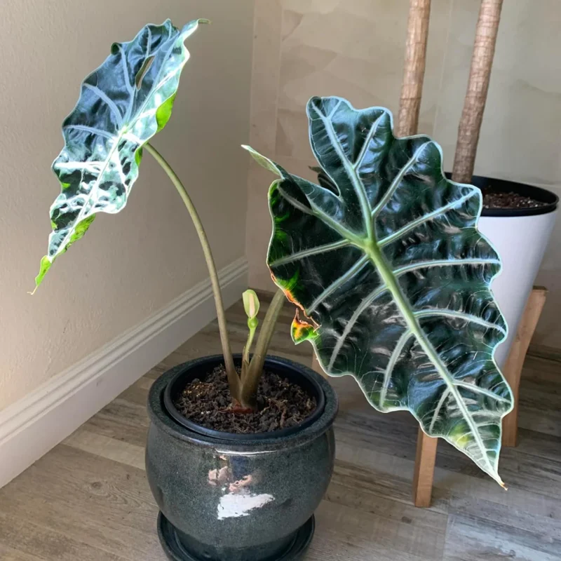 Black Green Alocasia Plant - 4-6 Inch Bareroot - Exotic Indoor Plant