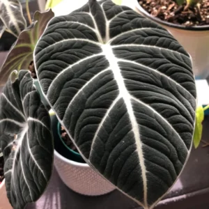 Black Velvet Alocasia Plant Bareroot - 4-6 Inch Tall - Exotic Houseplant