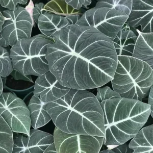 Black Velvet Alocasia Plant Bareroot - 4-6 Inch Tall - Exotic Houseplant