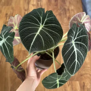 Black Velvet Alocasia Plant Bareroot - 4-6 Inch Tall - Exotic Houseplant