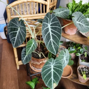 Black Velvet Alocasia Plant Bareroot - 4-6 Inch Tall - Exotic Houseplant