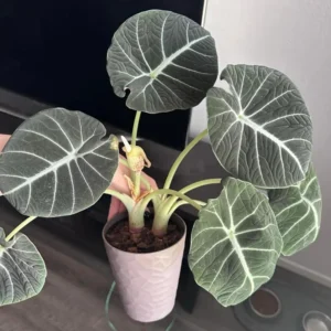 Black Velvet Alocasia Plant Bareroot - 4-6 Inch Tall - Exotic Houseplant