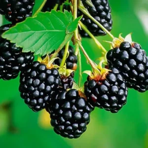 Blackberry Plants - Set of 2 - Garden Ready Bushes