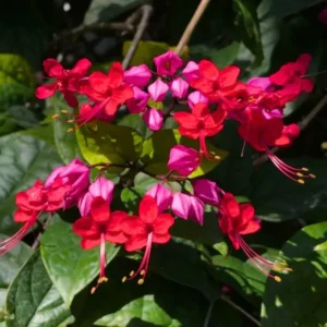 Bleeding Heart Vine Plant - Set of 2 Red Purple Clerodendrum Thomsoniae 6-8 Inch