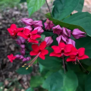 Bleeding Heart Vine Plant - Set of 2 Red Purple Clerodendrum Thomsoniae 6-8 Inch